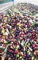 Campagna olearia, qualità record 