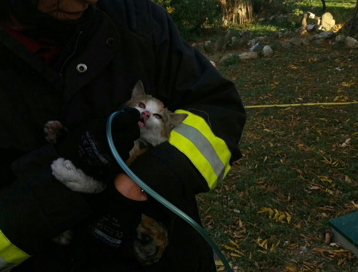 Scandiano: incendio in una casa, i vigili del fuoco salvano due gattini