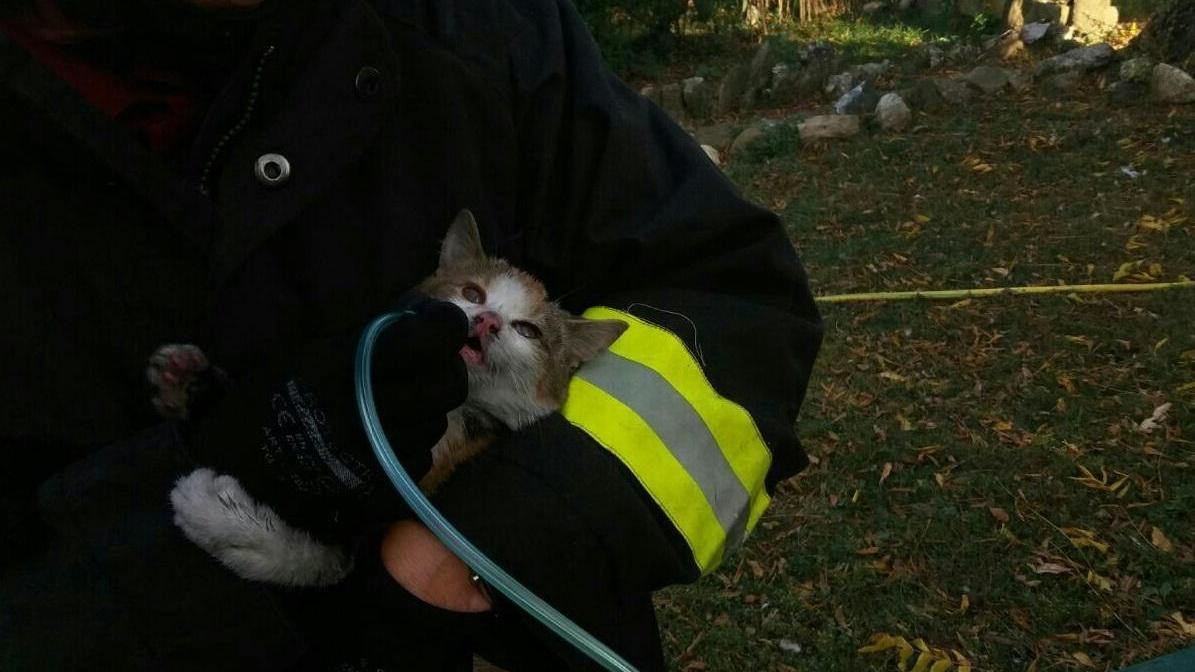 Scandiano: incendio in una casa, i vigili del fuoco salvano due gattini