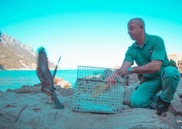 Salvato un falco pellegrino a Cala Luna