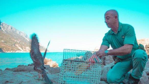 Salvato un falco pellegrino a Cala Luna