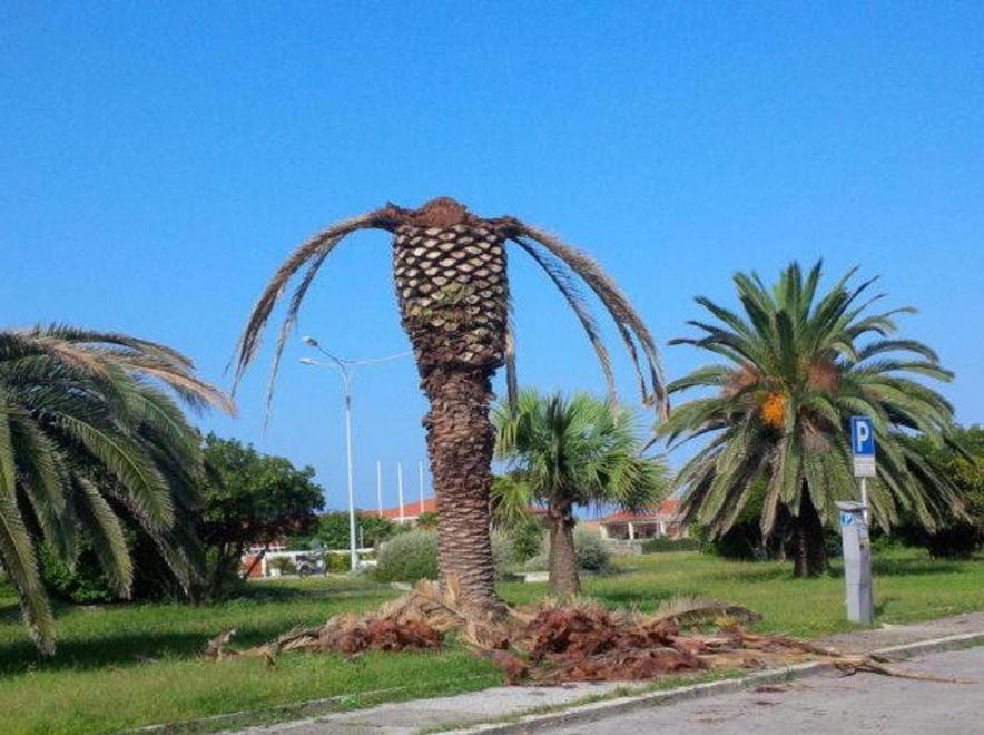 Palme, la minaccia del punteruolo rosso 