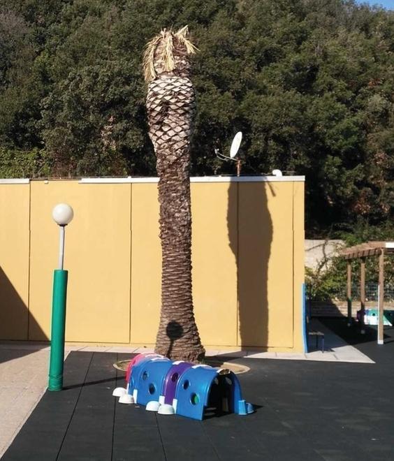 Materna, abbattute due palme pericolanti