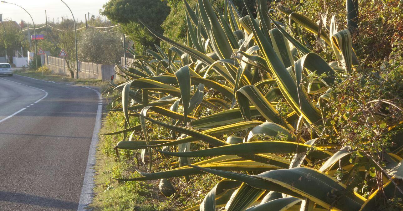 Agavi in “agguato” lungo la strada 