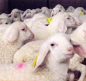 L’agnello in un network mondiale 
