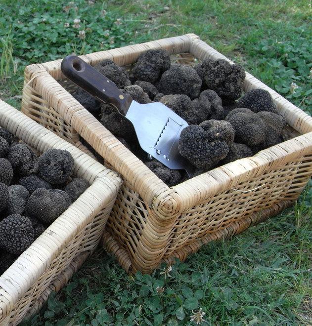 Mostra mercato del tartufo per cinque giorni a Montefiorino