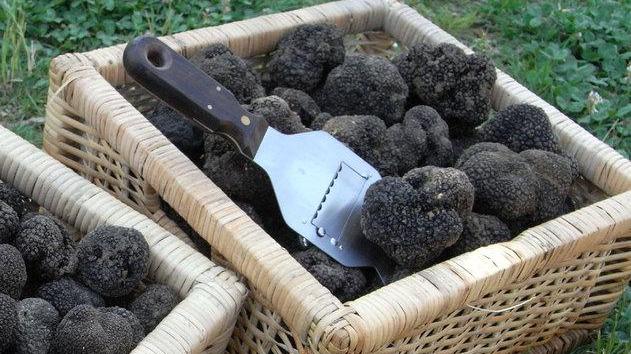 Mostra mercato del tartufo per cinque giorni a Montefiorino