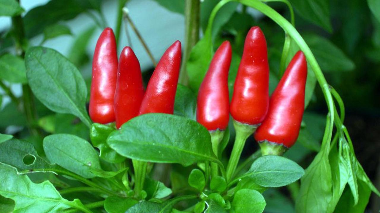 Peperoncini in fiesta, domenica 29 ottobre alla Plaza giornata piccante