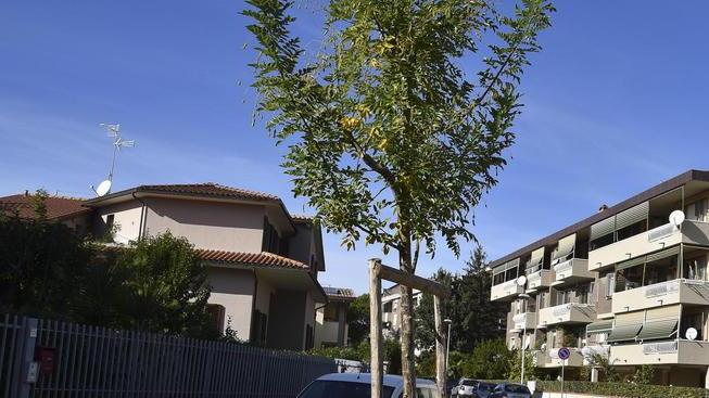 Il “guru” degli alberi sentenzia «Tremila pini sono a rischio»