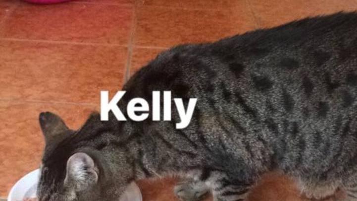 La sofferenza dei due mici Milla e Kelly Erano la compagnia di Mirella: “Adottateli”