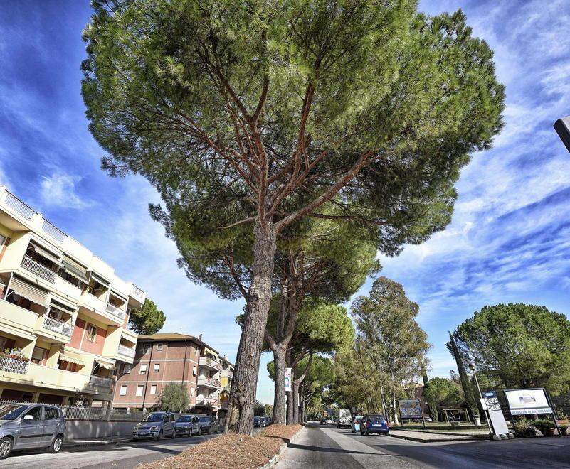 Lecci al posto di 3mila pini «Vogliamo il referendum» 