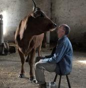 On the road con la mucca