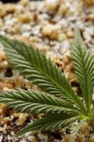 Tra farine e oli speciali ecco la canapa in tavola 