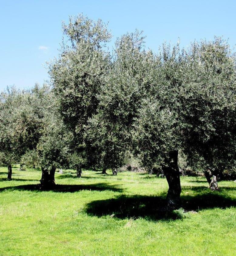 Una passeggiata tra gusto e cultura 