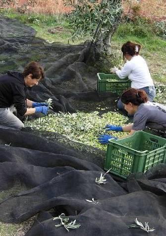 Poco, ma ottimo: l’olio è ancora l’oro di Seneghe 