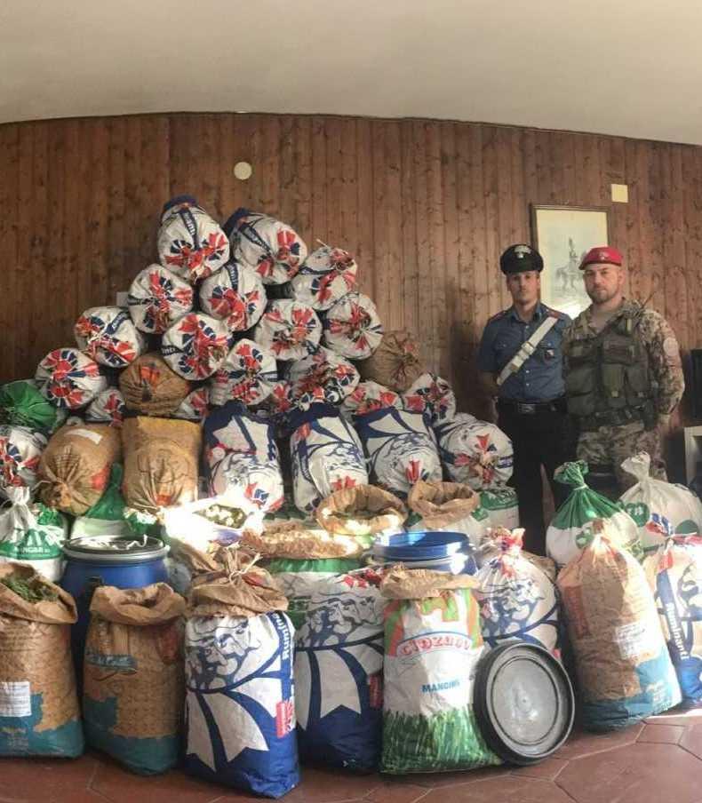 Quattro quintali di cannabis, concessi gli arresti domiciliari