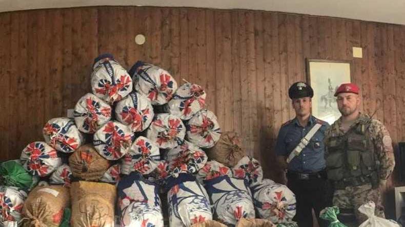 Quattro quintali di cannabis, concessi gli arresti domiciliari