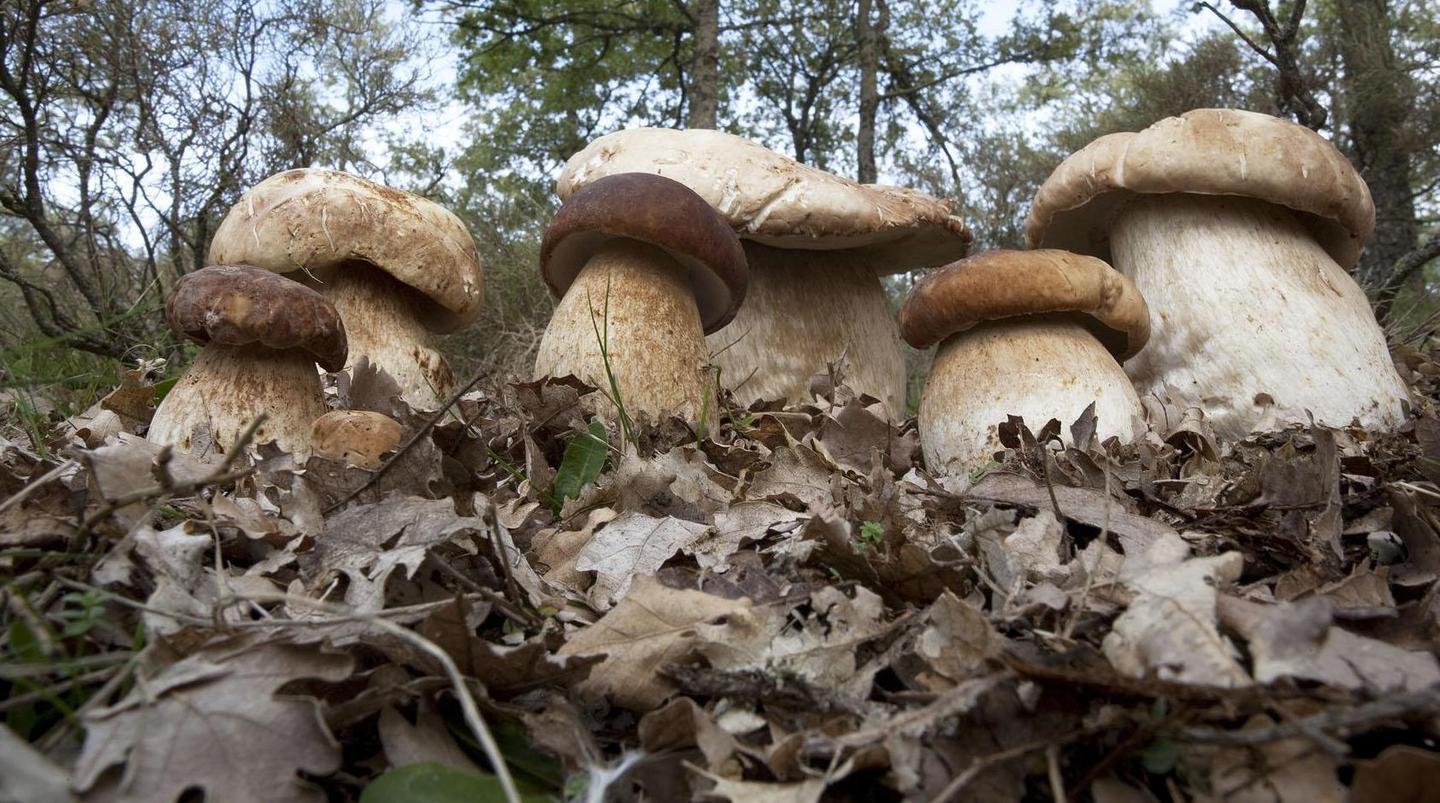 “Fungus in tabula” protagonista la cucina barbaricina