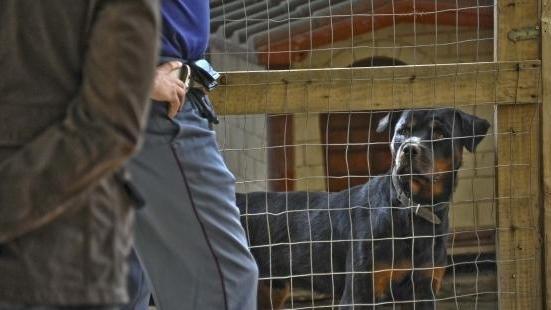 Un rottweiler