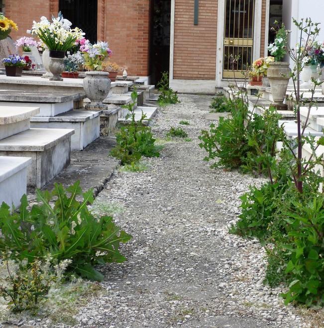«Erbacce nei cimiteri, “colpa” del glifosate» 