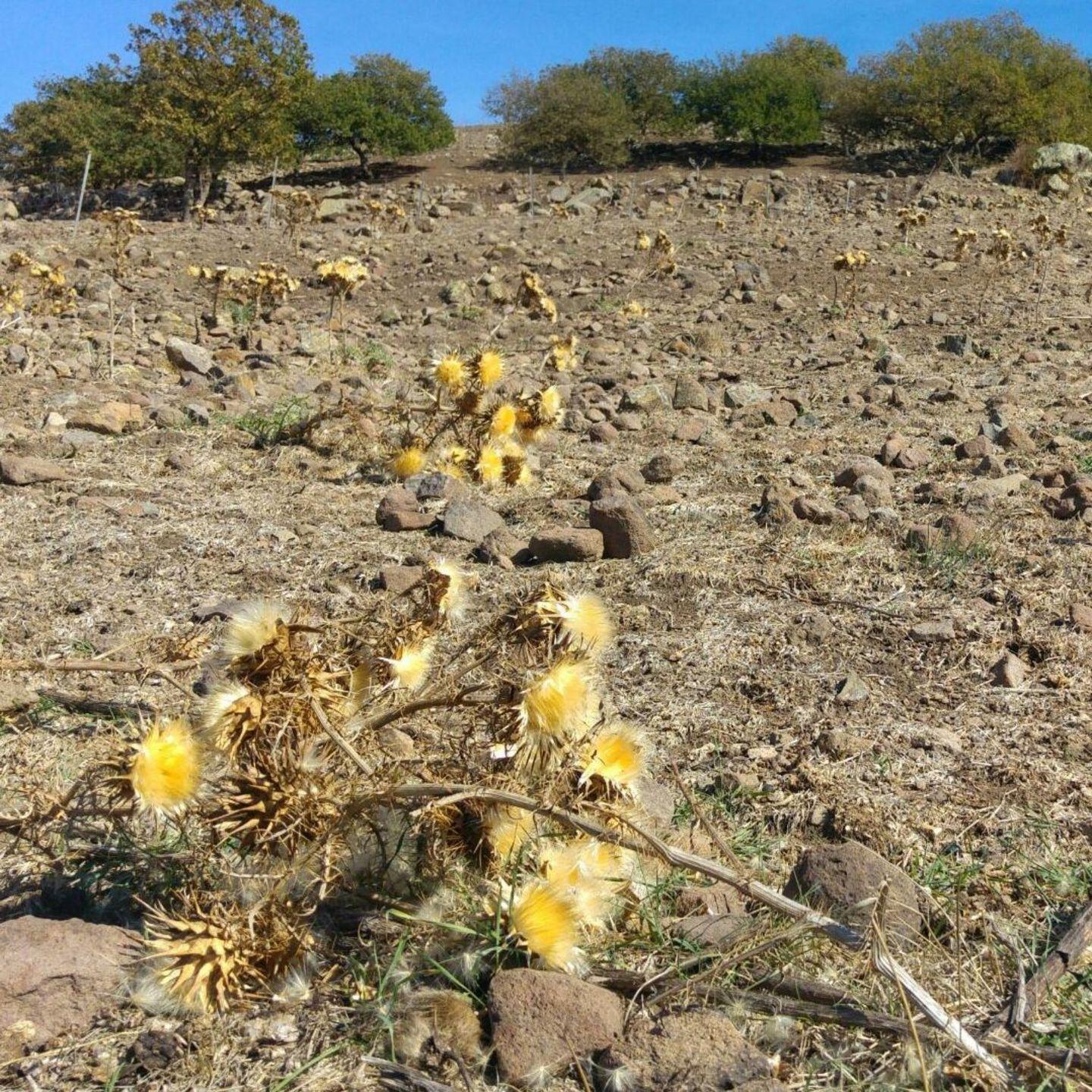 Siccità in Sardegna, campagne ko: danni per 300 milioni 