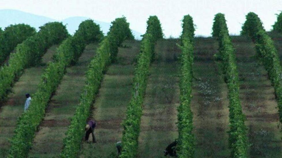 Prima la vigna, Mauro Sepulcri firma la fotografia da podio