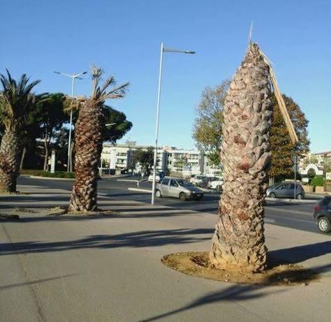 Palme secche al Parco Centrale 