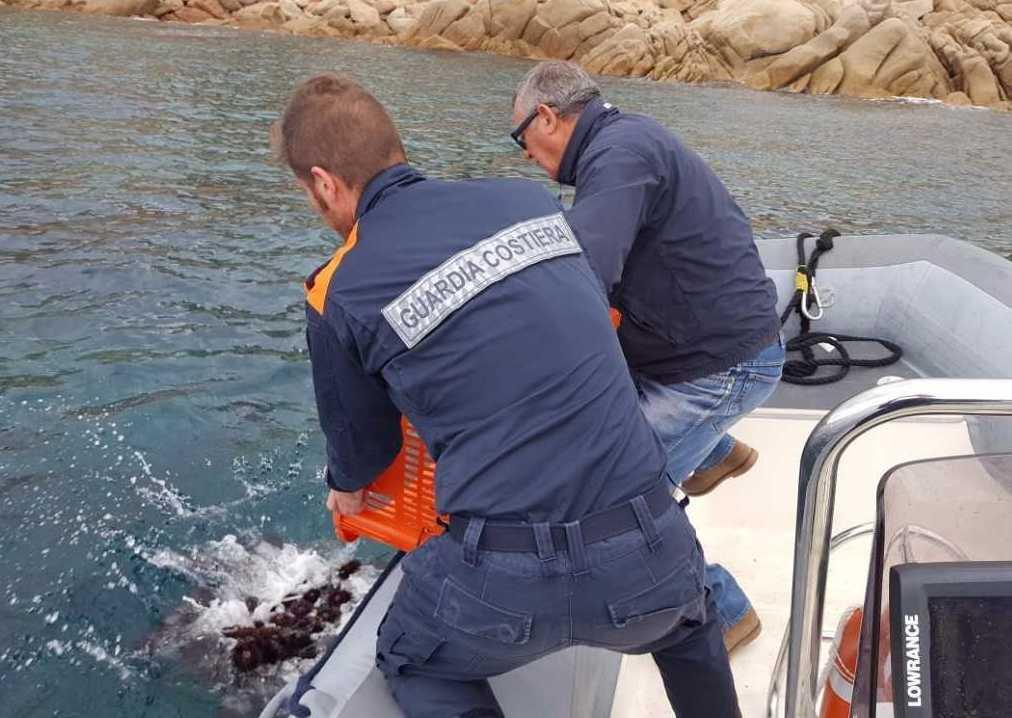 Pescava ricci nell'area marina protetta di Tavolara, multa da 4000 euro 