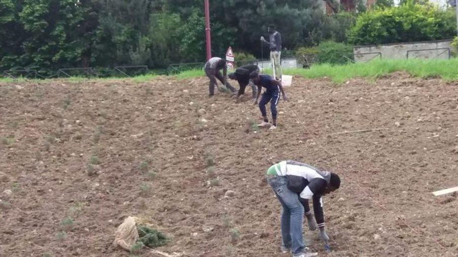 Richiedente asilo muore mentre lavora nel frutteto