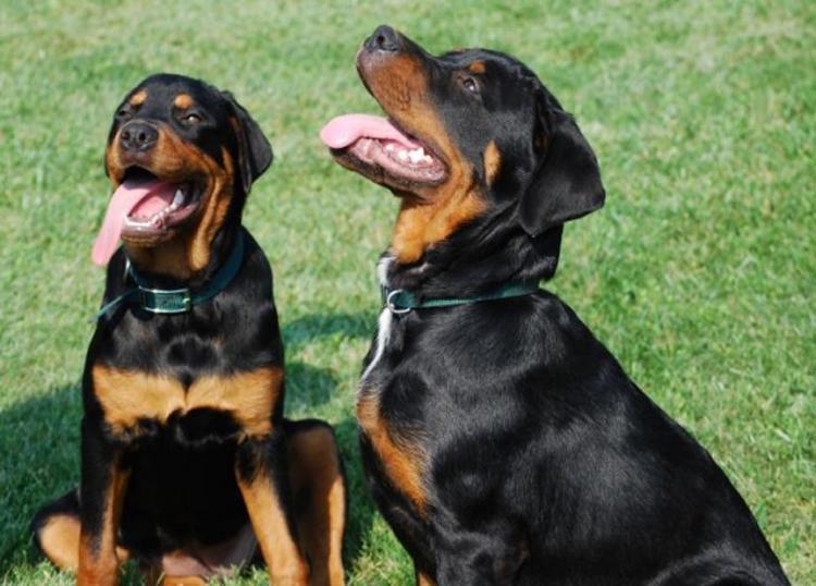"Un patentino per i padroni dei cani molossi" 