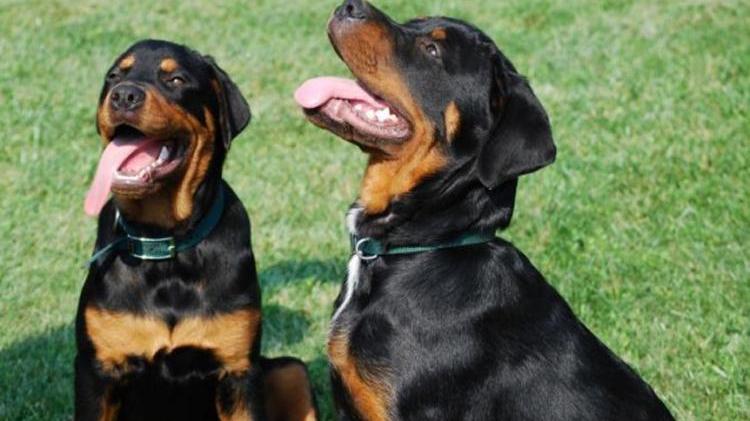 "Un patentino per i padroni dei cani molossi"