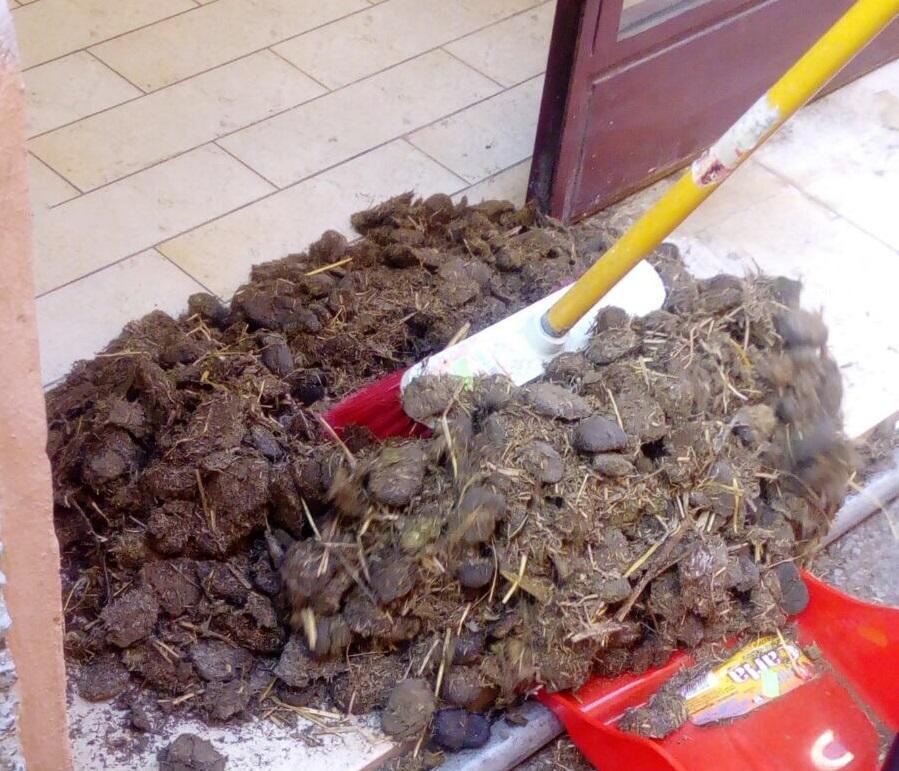 Reggio Emilia, sterco davanti al parrucchiere in via del Follo