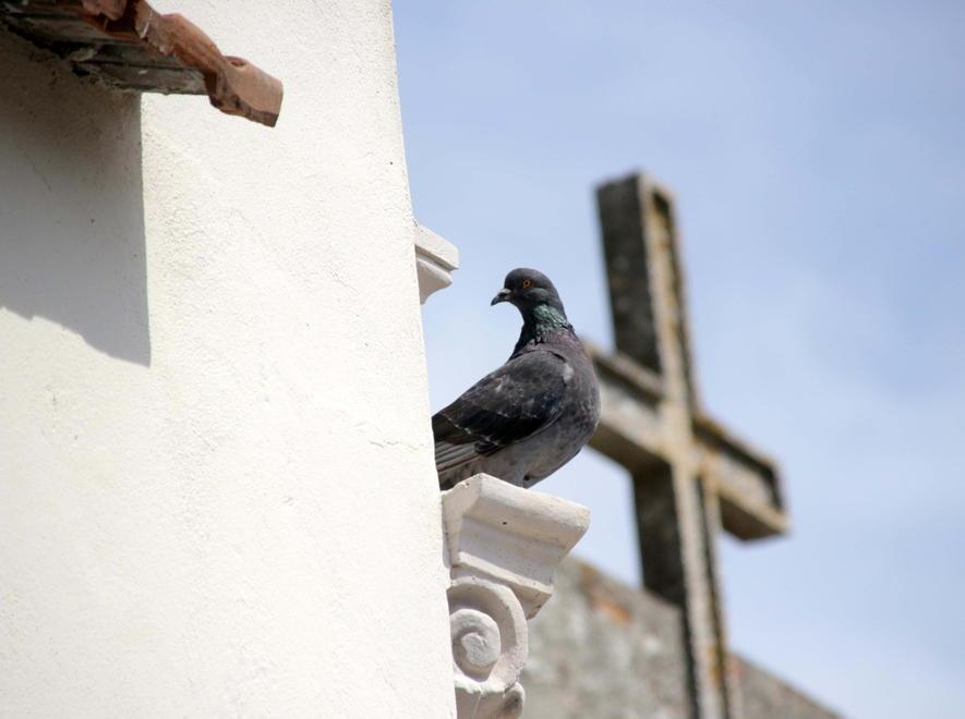 Piccioni nei cimiteri: serve l’intervento della Regione