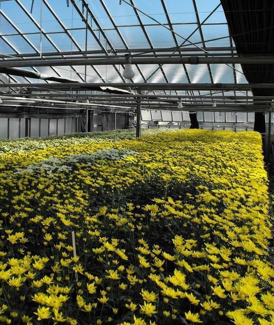 Crisantemi, in Versilia produzione in aumento del 10% 