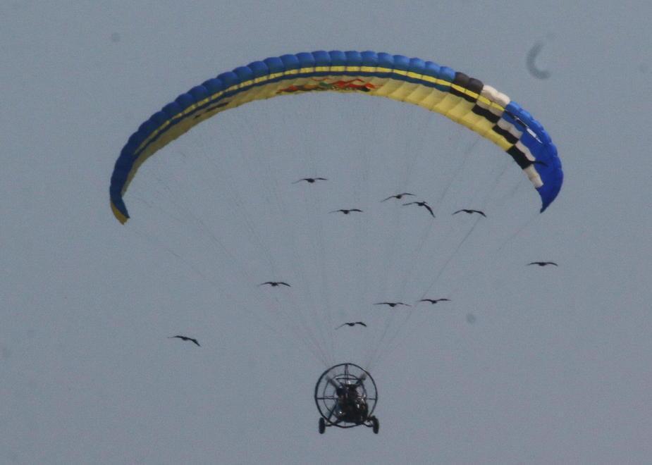 Centrato dai pallini un altro ibis eremita 
