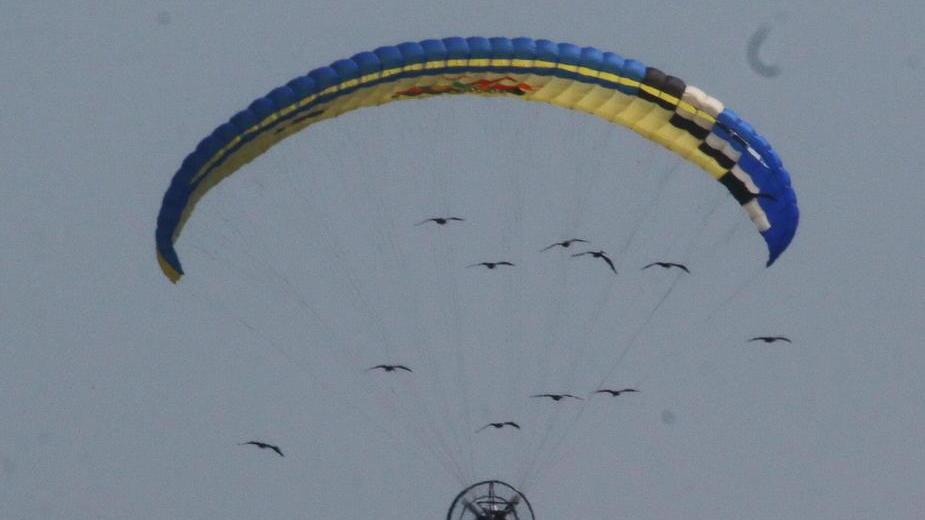 Centrato dai pallini un altro ibis eremita