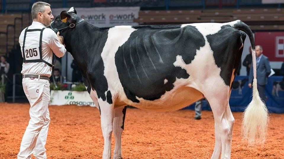 Le mucche della Toc Farm sono le migliori d’Italia