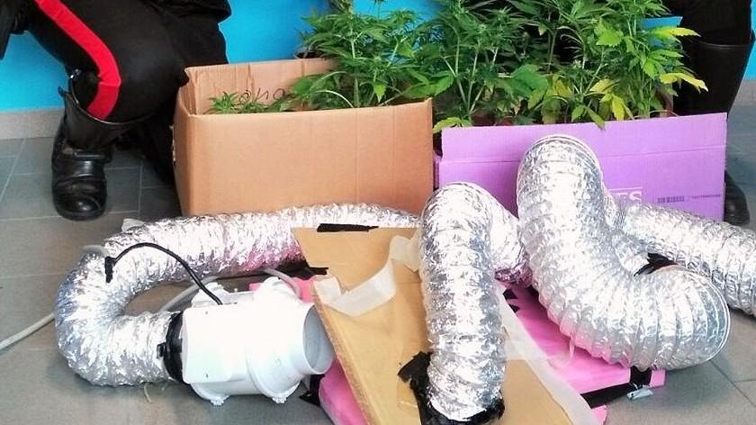 La casa era una serra per coltivare marijuana
