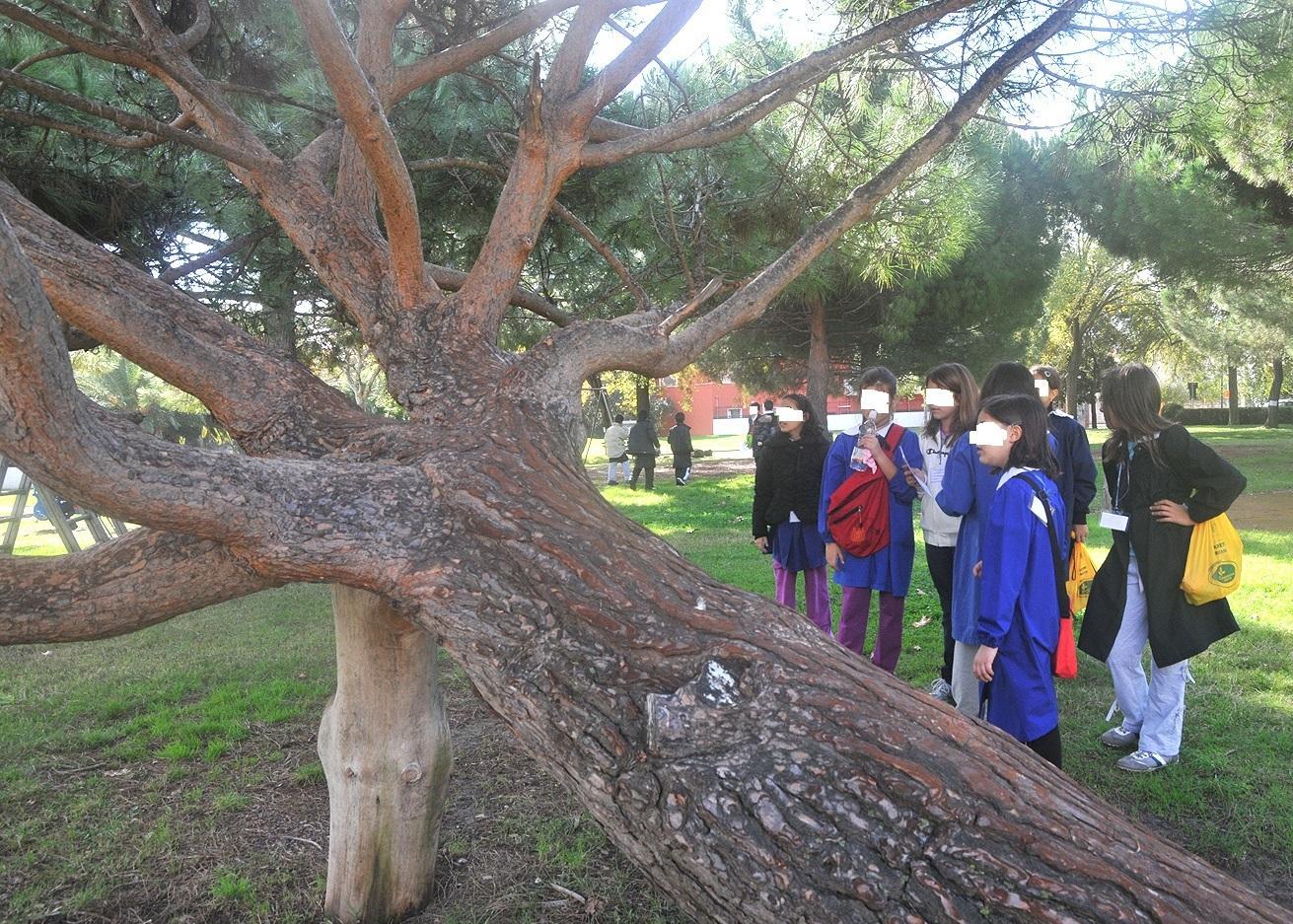 La città e il verde sbiadito: un albero ogni sei abitanti 