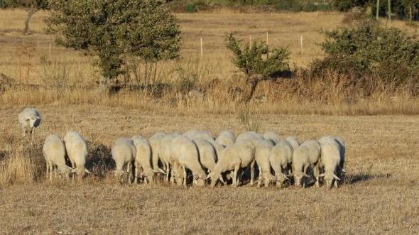 I pastori sardi in Bulgaria: «Ecco le pecore da record» 