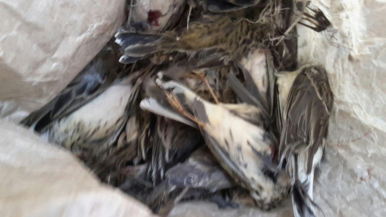 Gli esemplari già morti di pispola (Anthus pratensis)