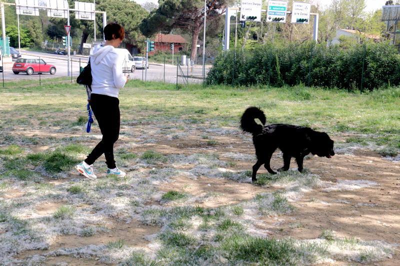 Una padrona porta a spasso un cane