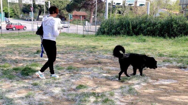 Una padrona porta a spasso un cane