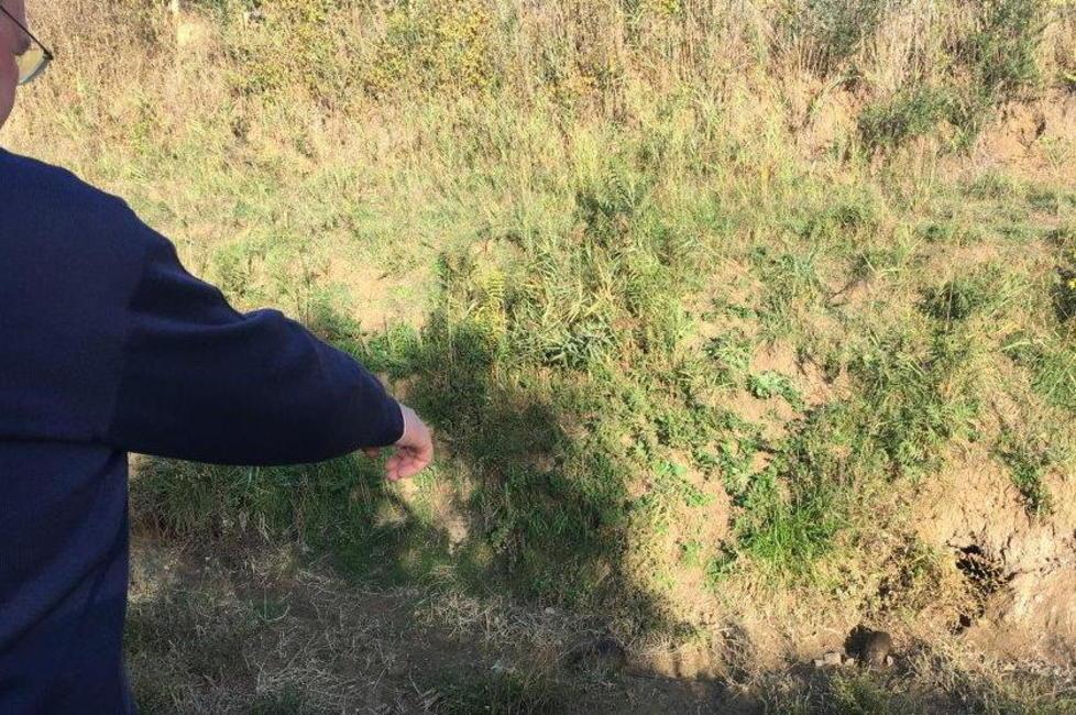 Le nutrie bucano gli argini Preoccupazione a Roselle