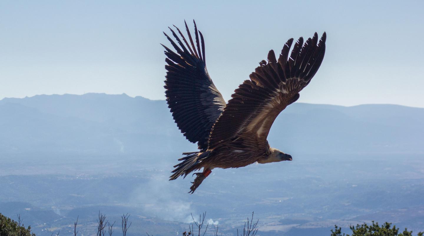 Due grifoni riprendono il volo 