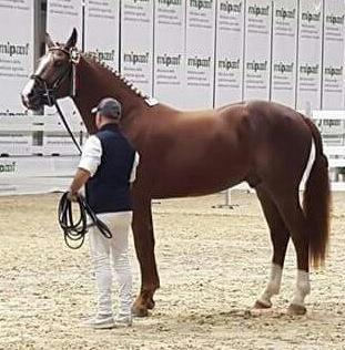 «Zirellu» è il puledro migliore d’Italia