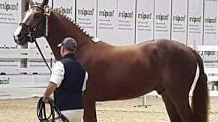 «Zirellu» è il puledro migliore d’Italia