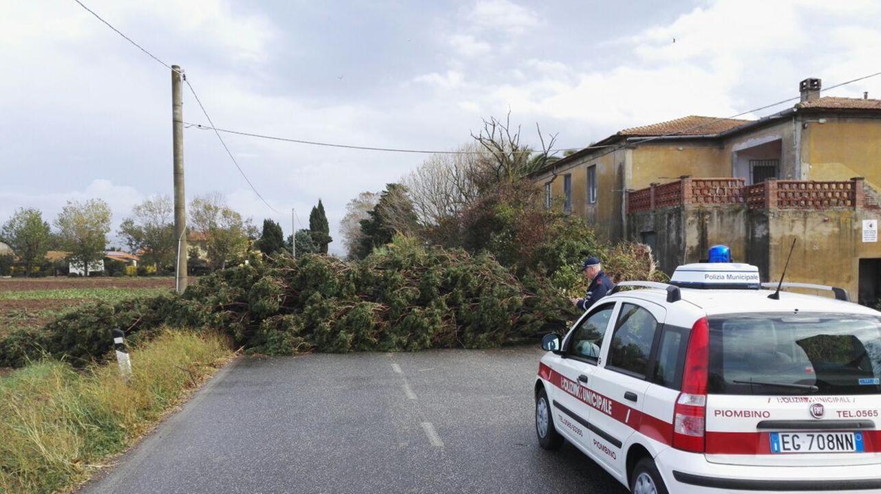 Un albero caduto a Piombino (foto Paolo Barlettani)