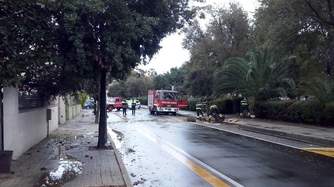 I vigili del fuoco completano la rimozione della pianta crollata in viale Repubblica