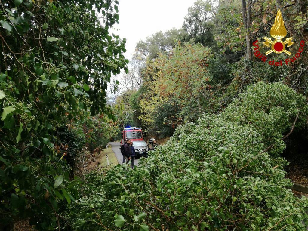 Un albero crollato su un'auto all'isola d'Elba (foto vigili del fuoco)
